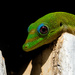 Gold Dust Day Gecko peeking by nicoleweg