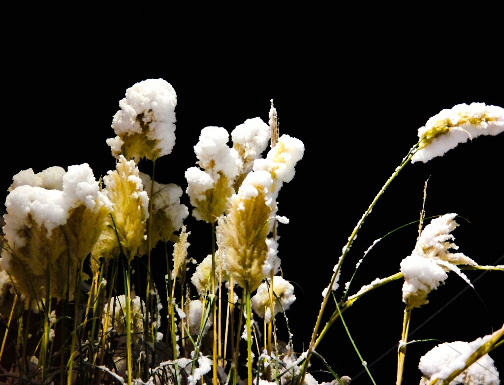 Snow on Pampas Grass by allsop