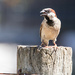 Sparrow by flyrobin