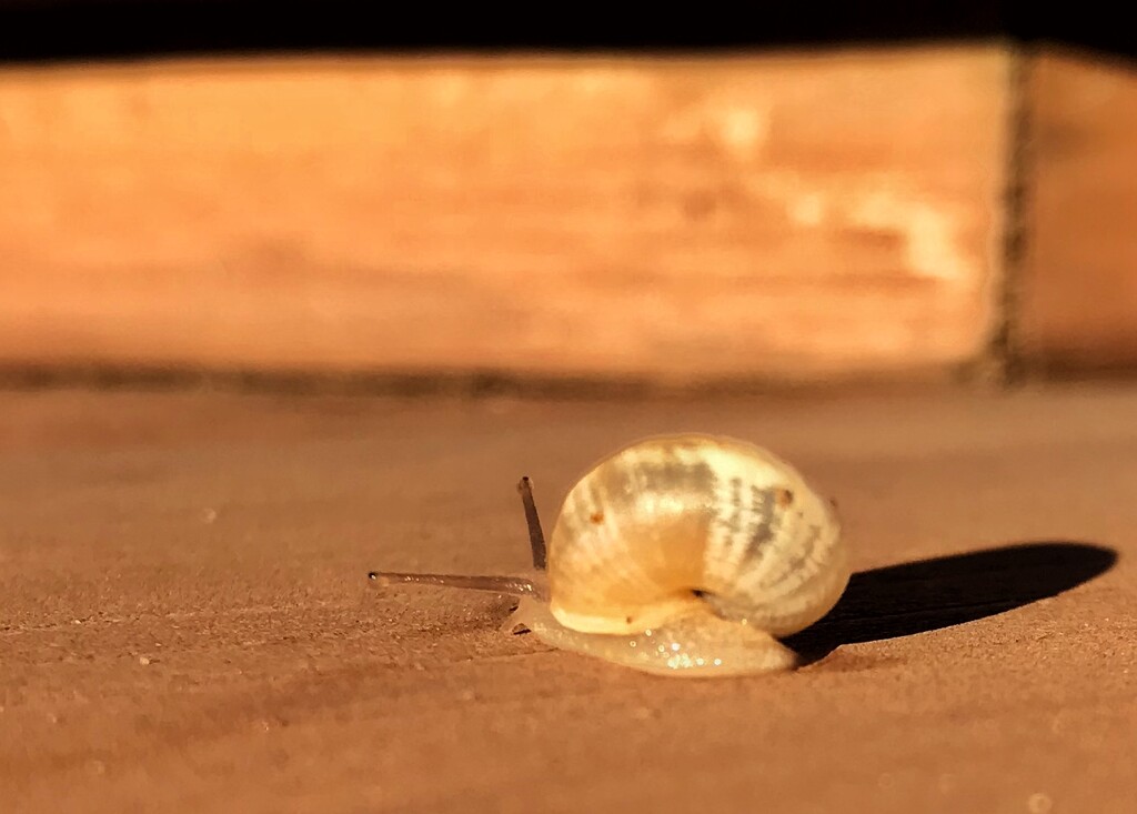 Snail  by dkellogg