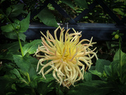 26th Nov 2021 - Dahlia with a Difference