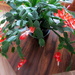 Christmas cactus by bruni