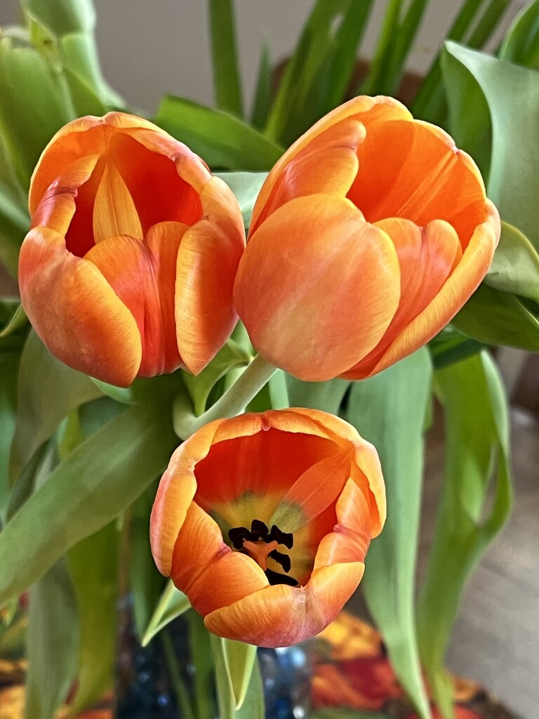 Orange tulips by shutterbug49
