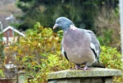 1st Dec 2021 - Woody Wood-pigeon 