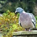 Woody Wood-pigeon  by beryl