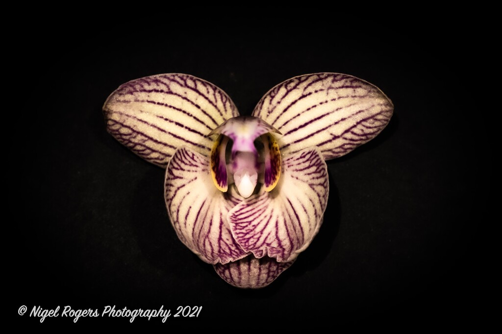 single orchid bloom by nigelrogers