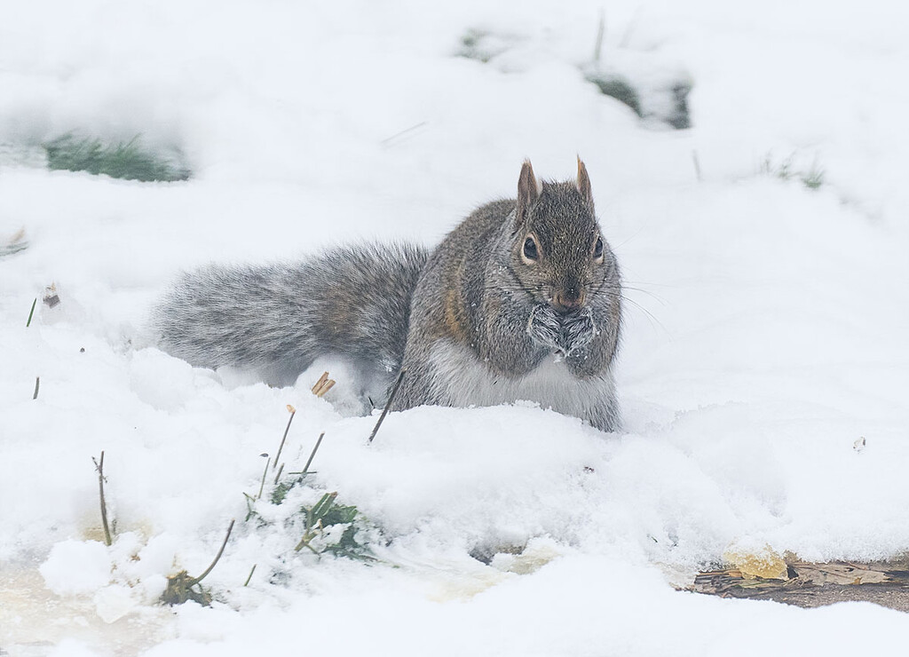 A Snowy Snack by gardencat