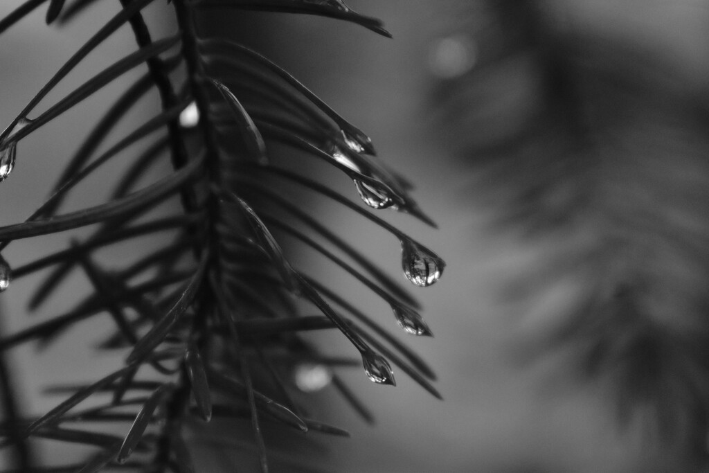 water droplets on pine by midge