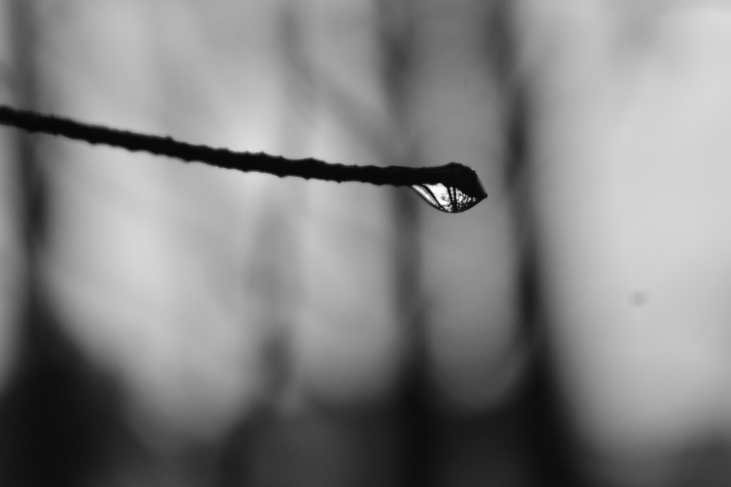 water droplet on a stick by midge