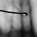 water droplet on a stick by midge
