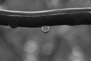 25th Nov 2021 - more water droplets