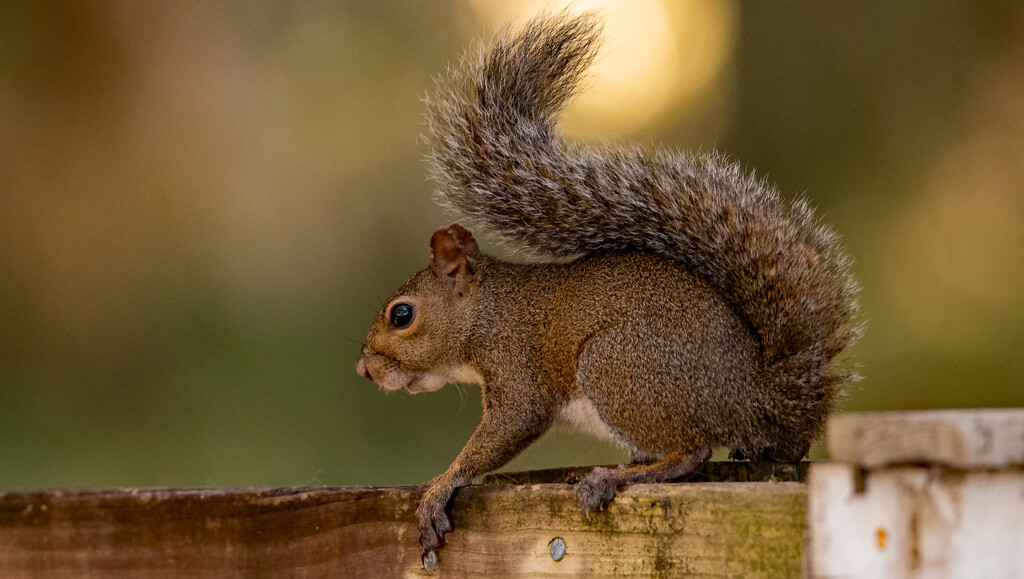 Squirrel on the Fence! by rickster549