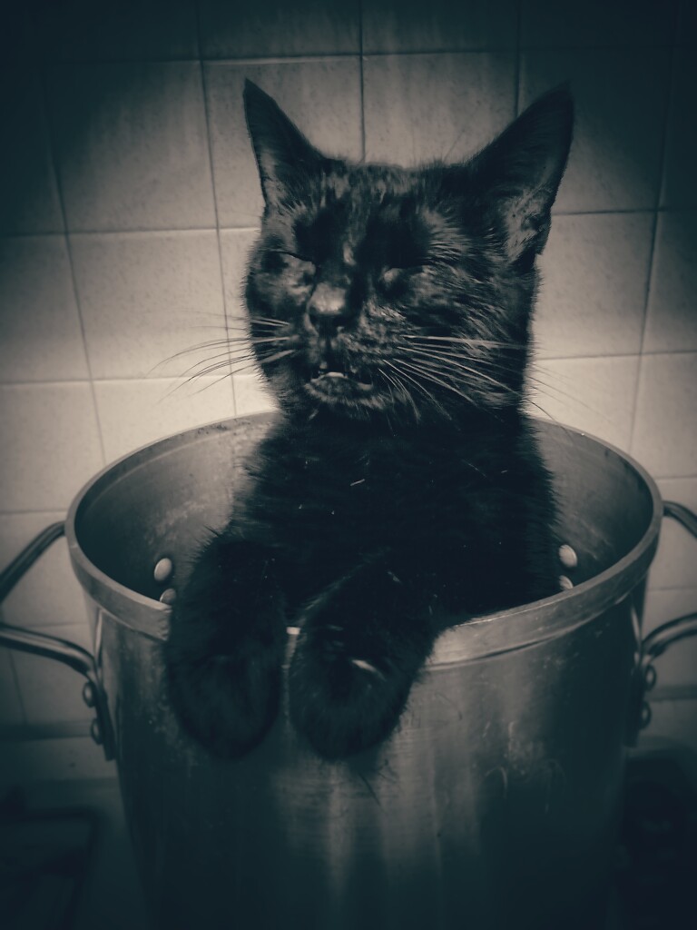 Sad Cat Stew by yentlski