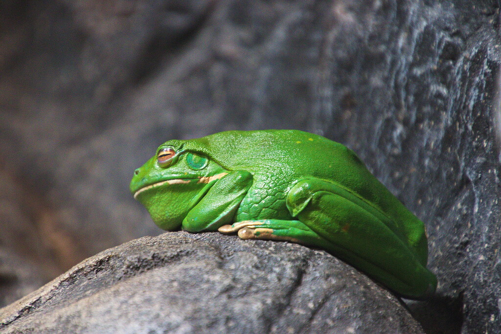 Big Fat Green Frog  by terryliv