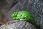 30th Nov 2021 - Big Fat Green Frog 