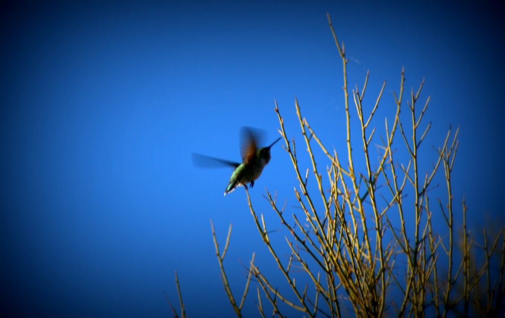 Hummingbird In Flight by kerristephens