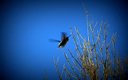 23rd Jan 2011 - Hummingbird In Flight