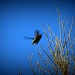 Hummingbird In Flight by kerristephens