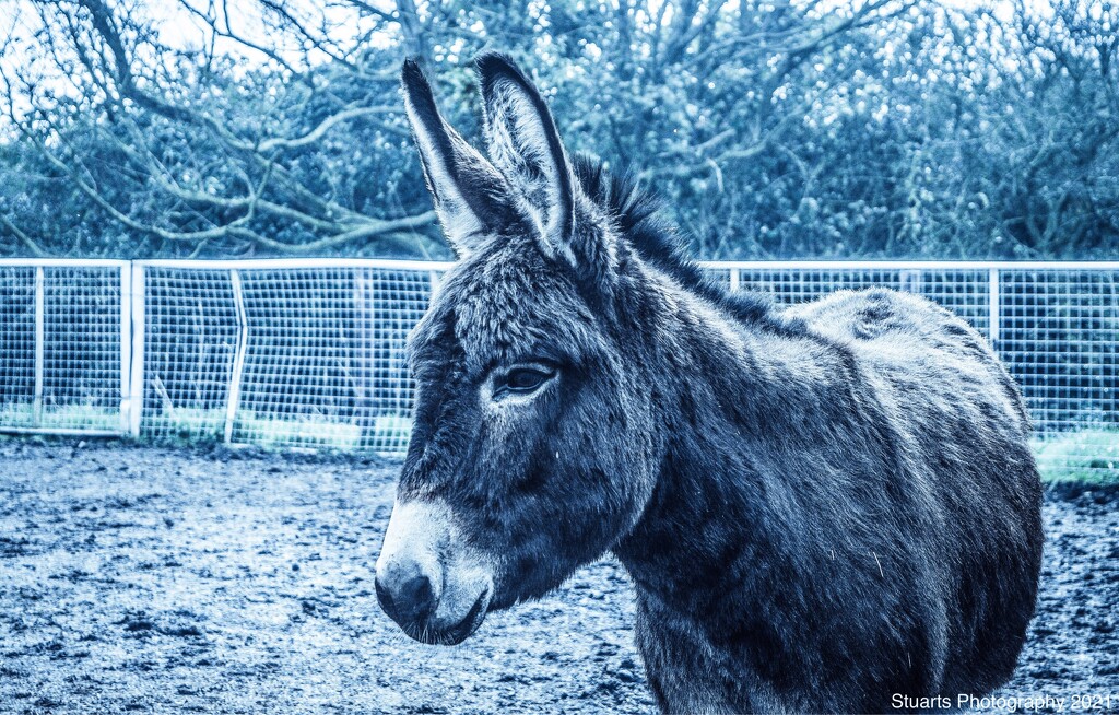 Donkey by stuart46