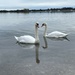2 Swans at Emsworth by jmdspeedy