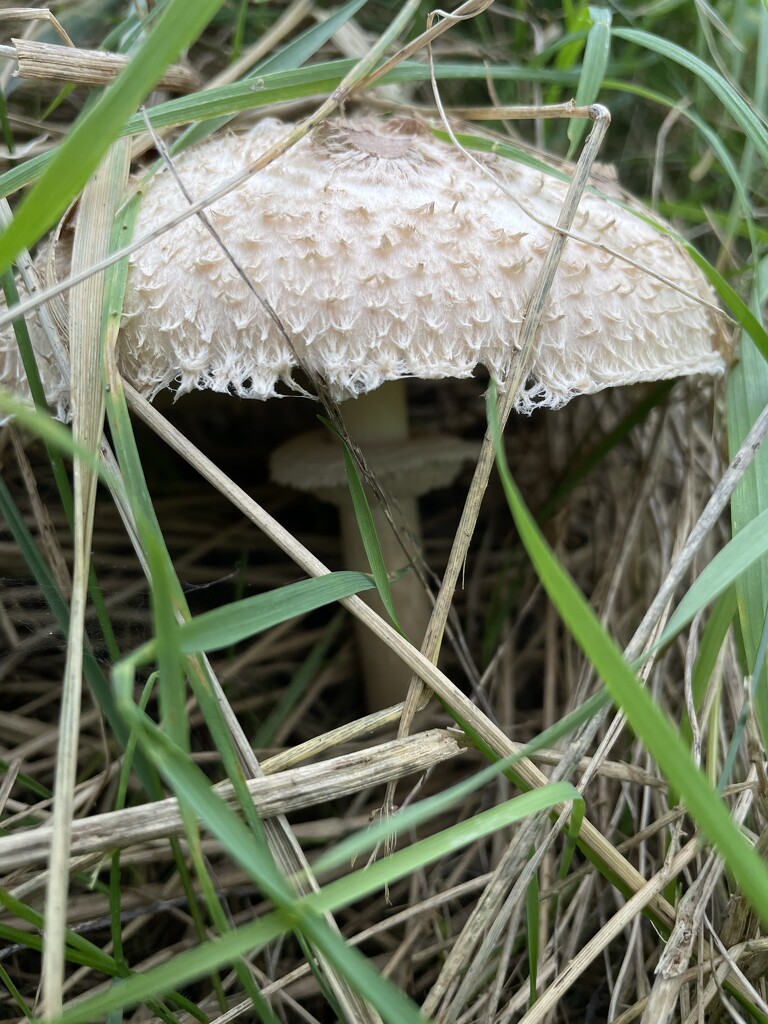 Wild mushroom by jmdspeedy