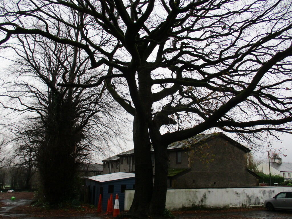 An old oak tree. by grace55