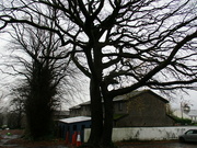 30th Nov 2021 - An old oak tree.