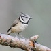 CRESTED TIT