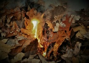 18th Nov 2021 - Day 322: Burning fall leaves ...