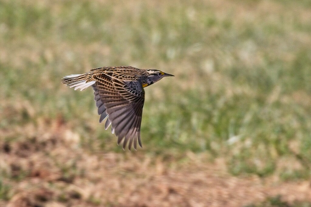 LHG_4751_ Meadowlark in flight by rontu