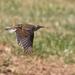 LHG_4751_ Meadowlark in flight by rontu