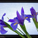 Iris Flat by thedarkroom