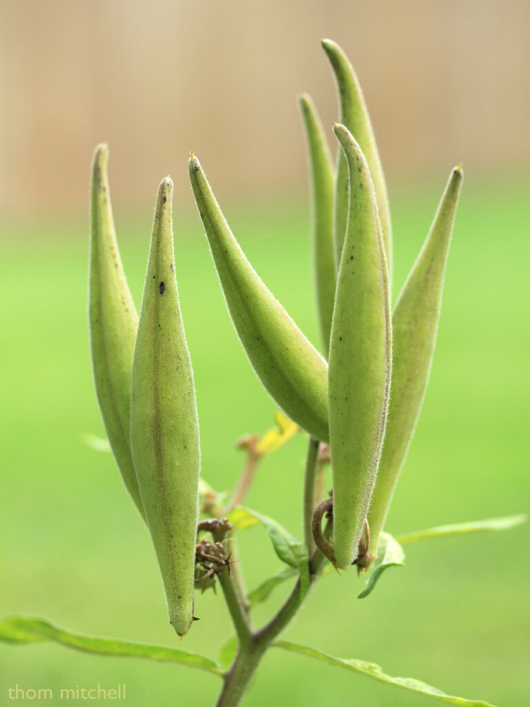 Butterfly weed pods by rhoing