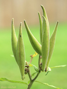 10th Aug 2021 - Butterfly weed pods
