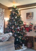1st Dec 2021 - My Christmas Tree 🎄 