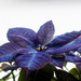 Purple Poinsettia by elisasaeter