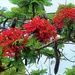       Pretty Poinciana Flower ~ by happysnaps