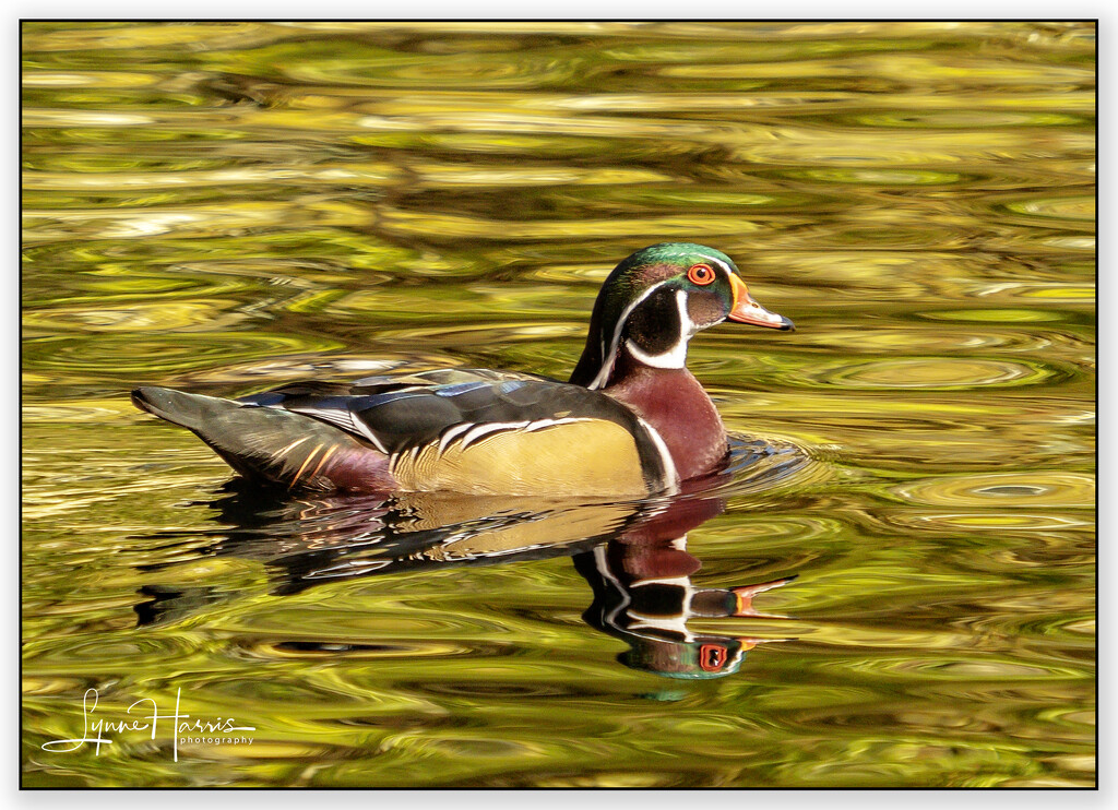 If it looks like a duck and quacks like a duck.... by lynne5477