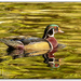 If it looks like a duck and quacks like a duck.... by lynne5477