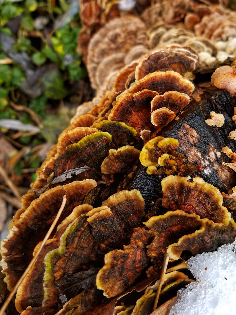 A cascade of fungus by ljmanning