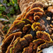 A cascade of fungus by ljmanning