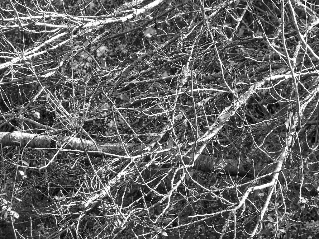 Bare branches... by marlboromaam