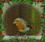 2nd Dec 2021 - My Christmas Robin ! 