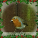 My Christmas Robin !  by beryl