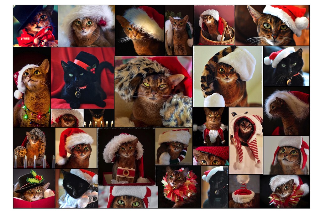 Cats in Christmas Hats by berelaxed