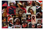 1st Dec 2021 - Cats in Christmas Hats