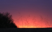 30th Nov 2021 - Sunset And Grass