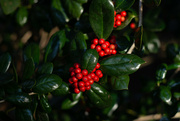 1st Dec 2021 - Holly berries...