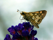 11th Aug 2021 - Another little one: Peck’s Skipper