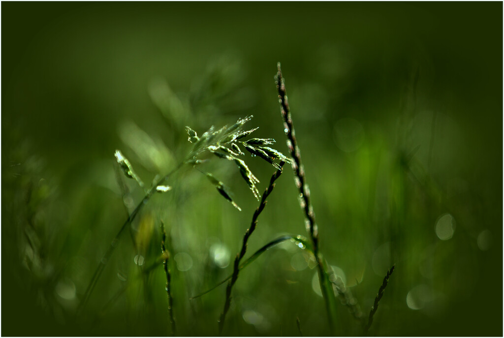 Droplets of light.  by dide